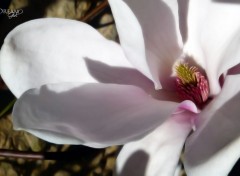  Nature Magnolia