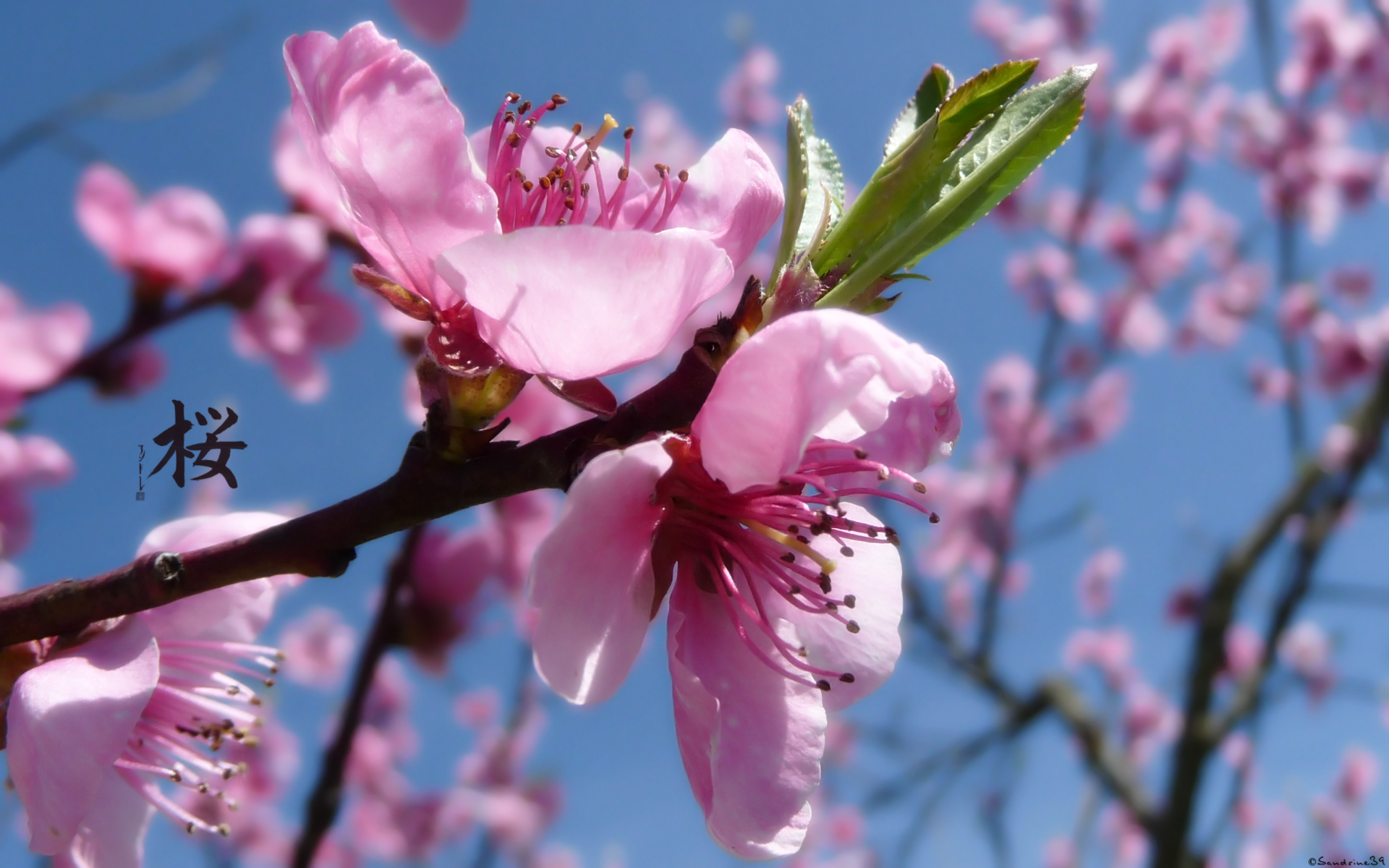 Fonds d'cran Nature Fleurs 