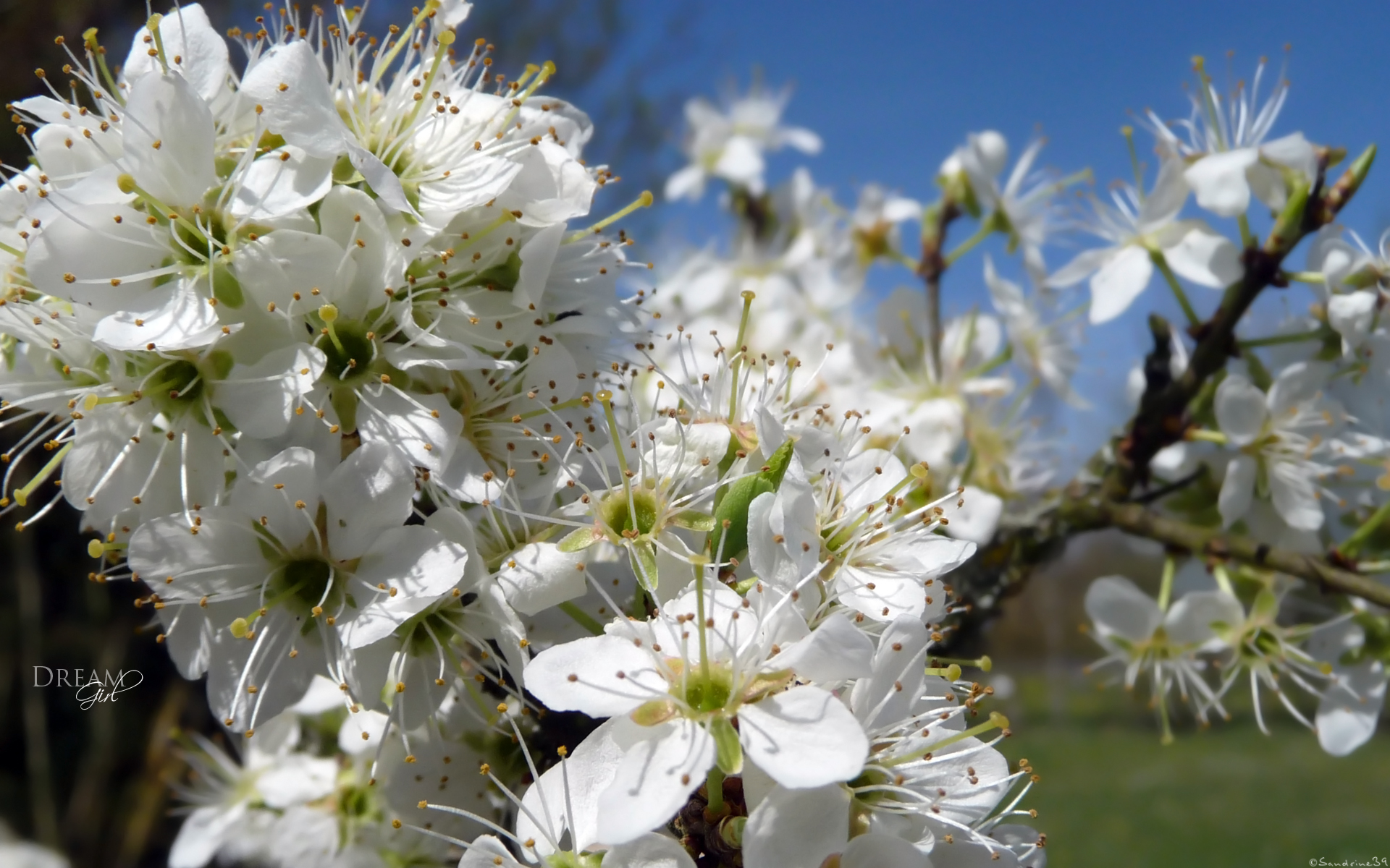 Fonds d'cran Nature Fleurs 