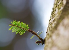  Nature Jeune pousse