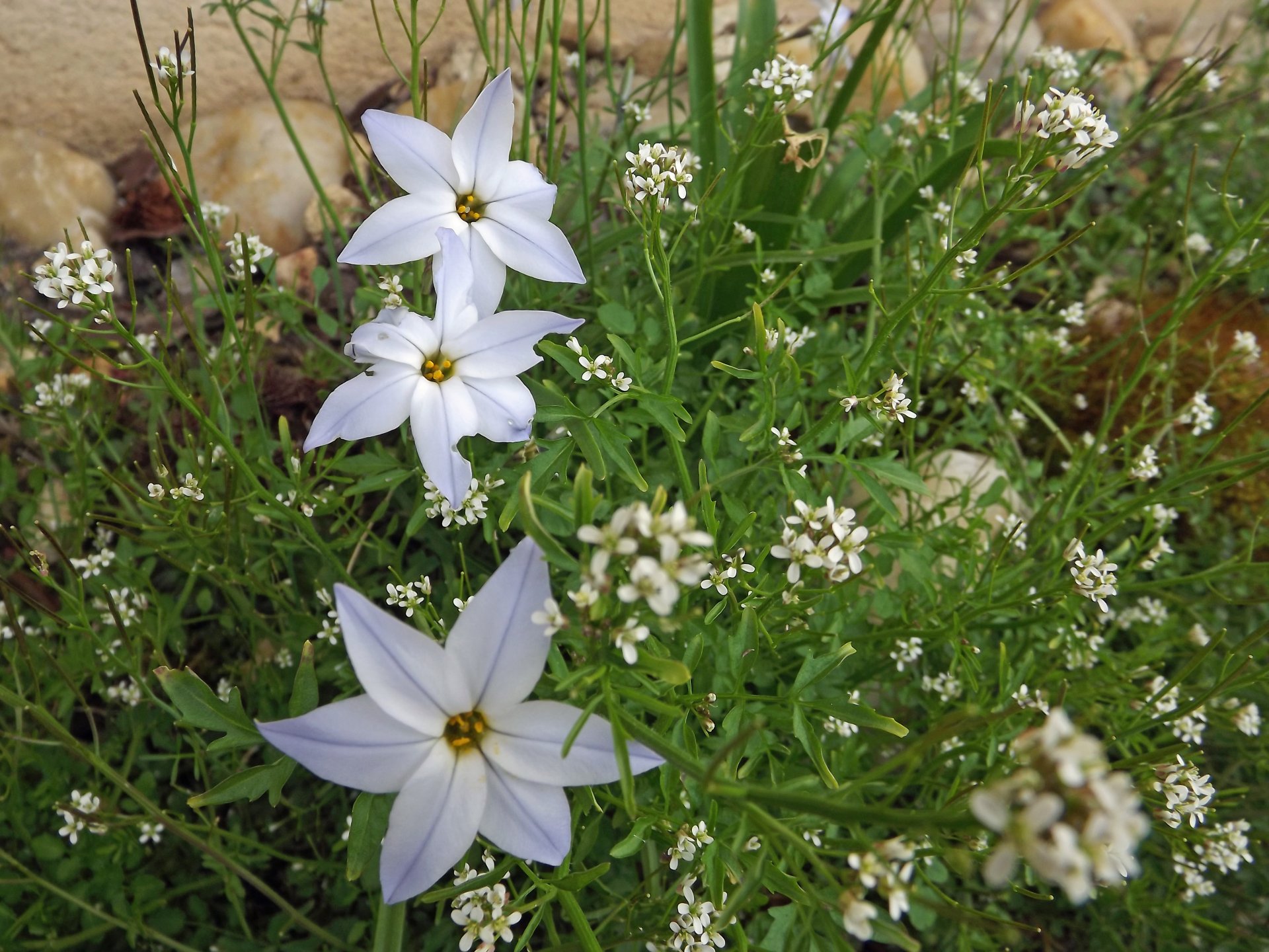 Wallpapers Nature Flowers le printemps