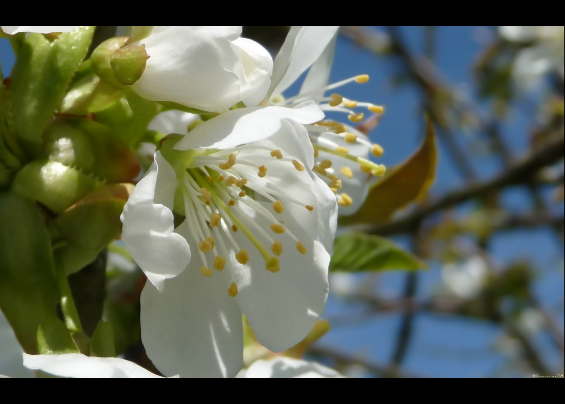 Wallpapers Nature Flowers 