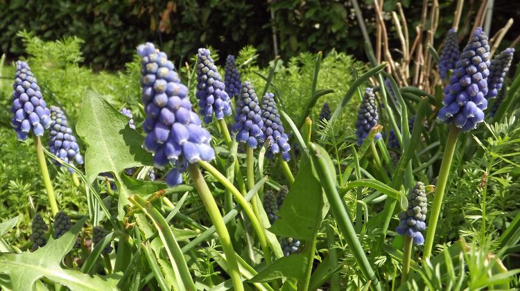 Wallpapers Nature Flowers le printemps