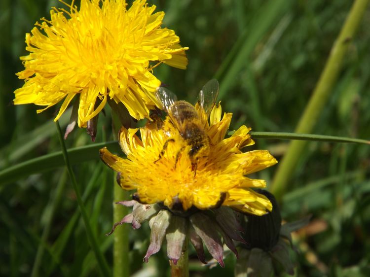 Fonds d'cran Animaux Insectes - Abeilles Gupes ... Wallpaper N340047