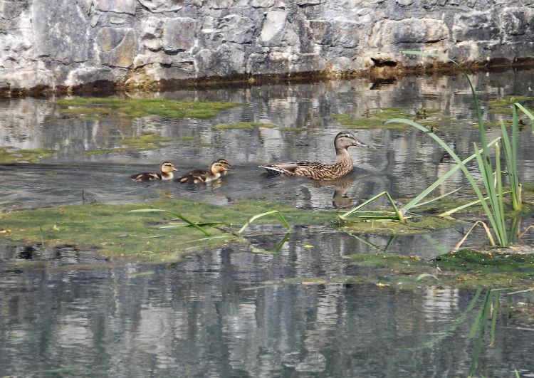 Fonds d'cran Animaux Oiseaux - Canards A la queue leu leu...