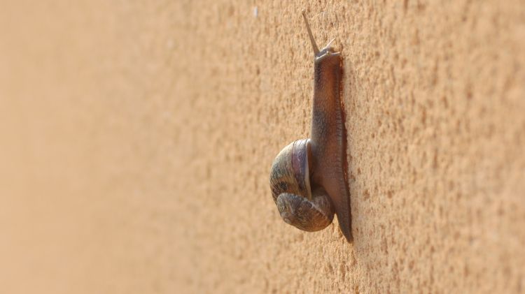 Fonds d'cran Animaux Escargots - Limaces Wallpaper N340075