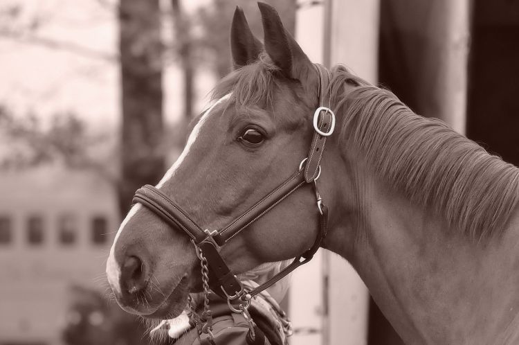 Wallpapers Animals Horses  Portrait Cheval  