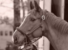  Animaux  Portrait Cheval  