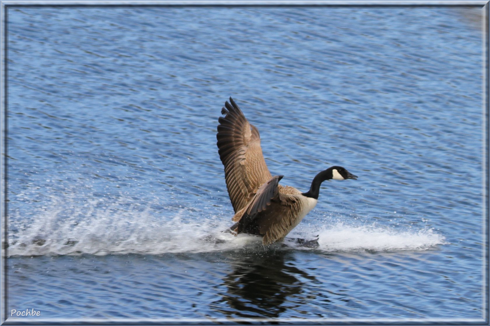 Fonds d'cran Animaux Oiseaux - Canards 