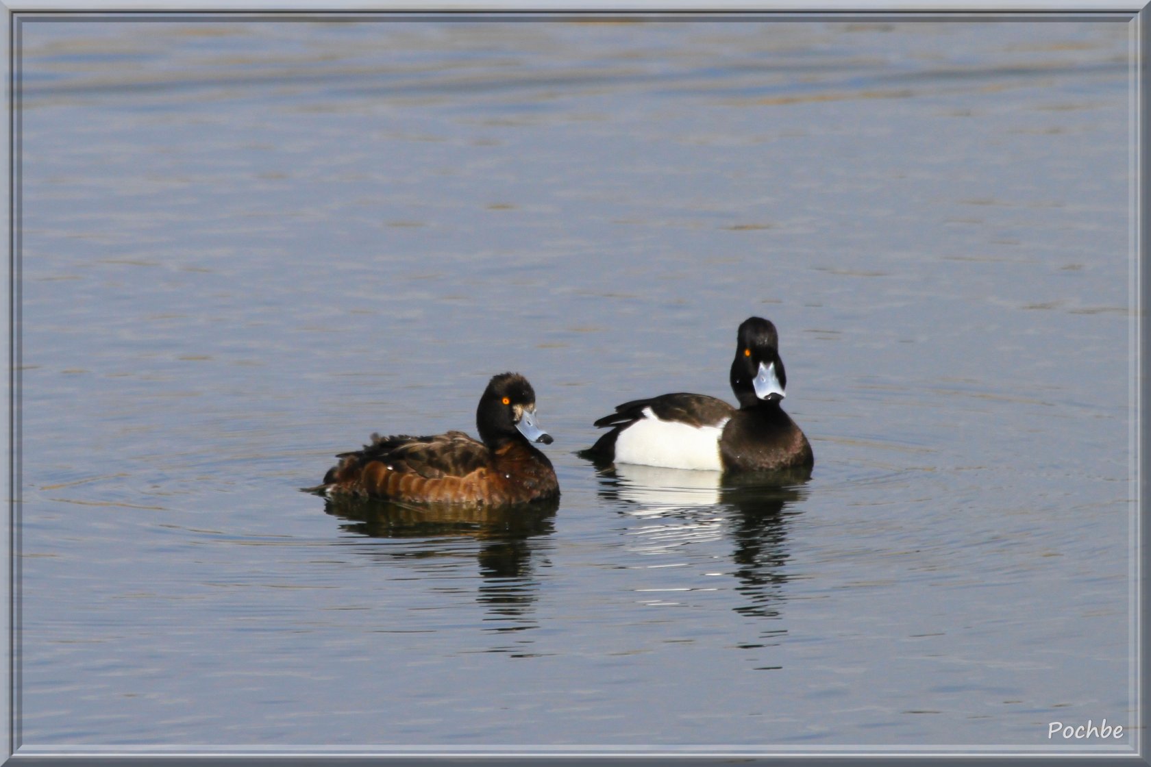 Fonds d'cran Animaux Oiseaux - Canards 