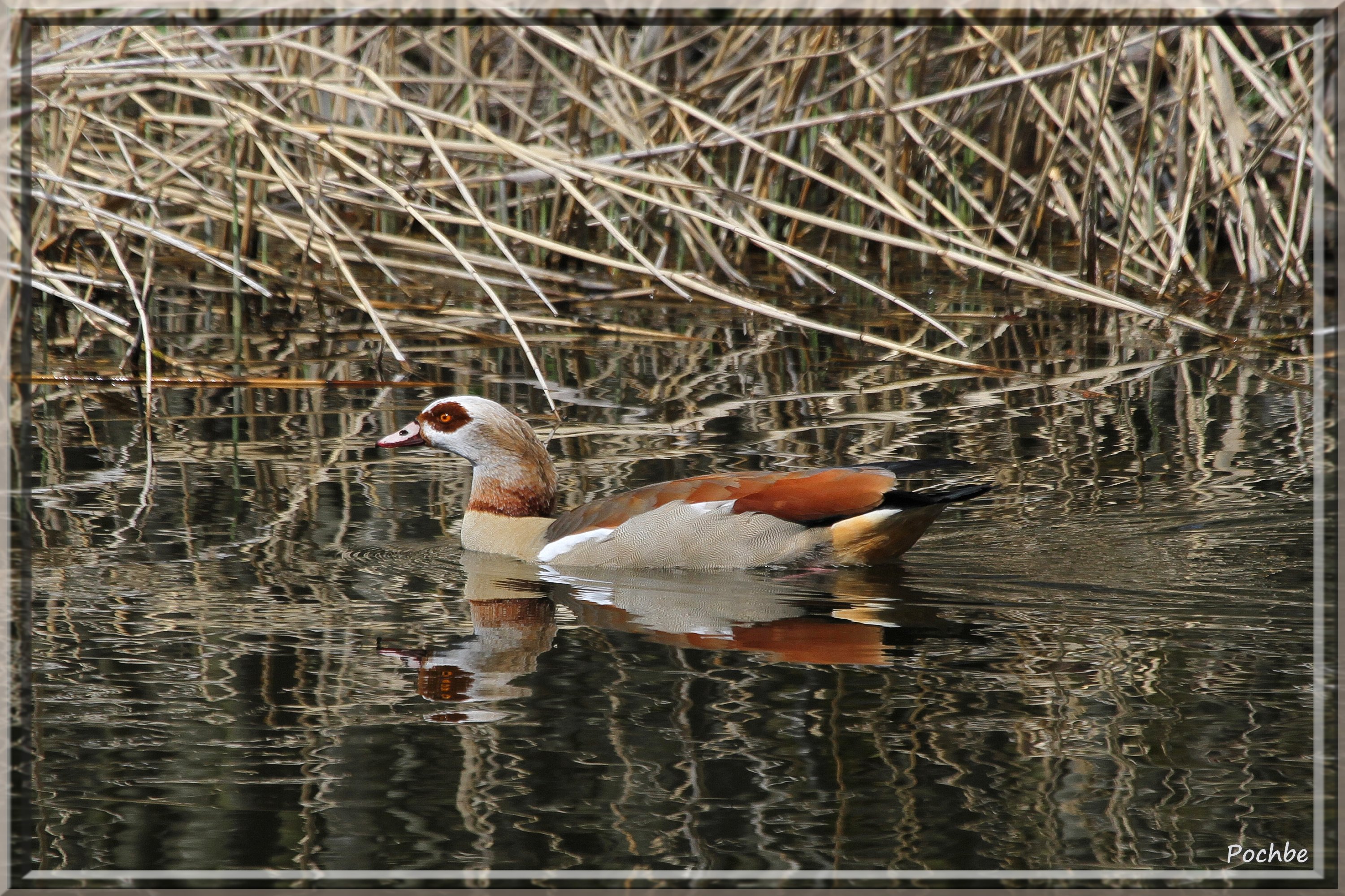 Fonds d'cran Animaux Oiseaux - Canards 