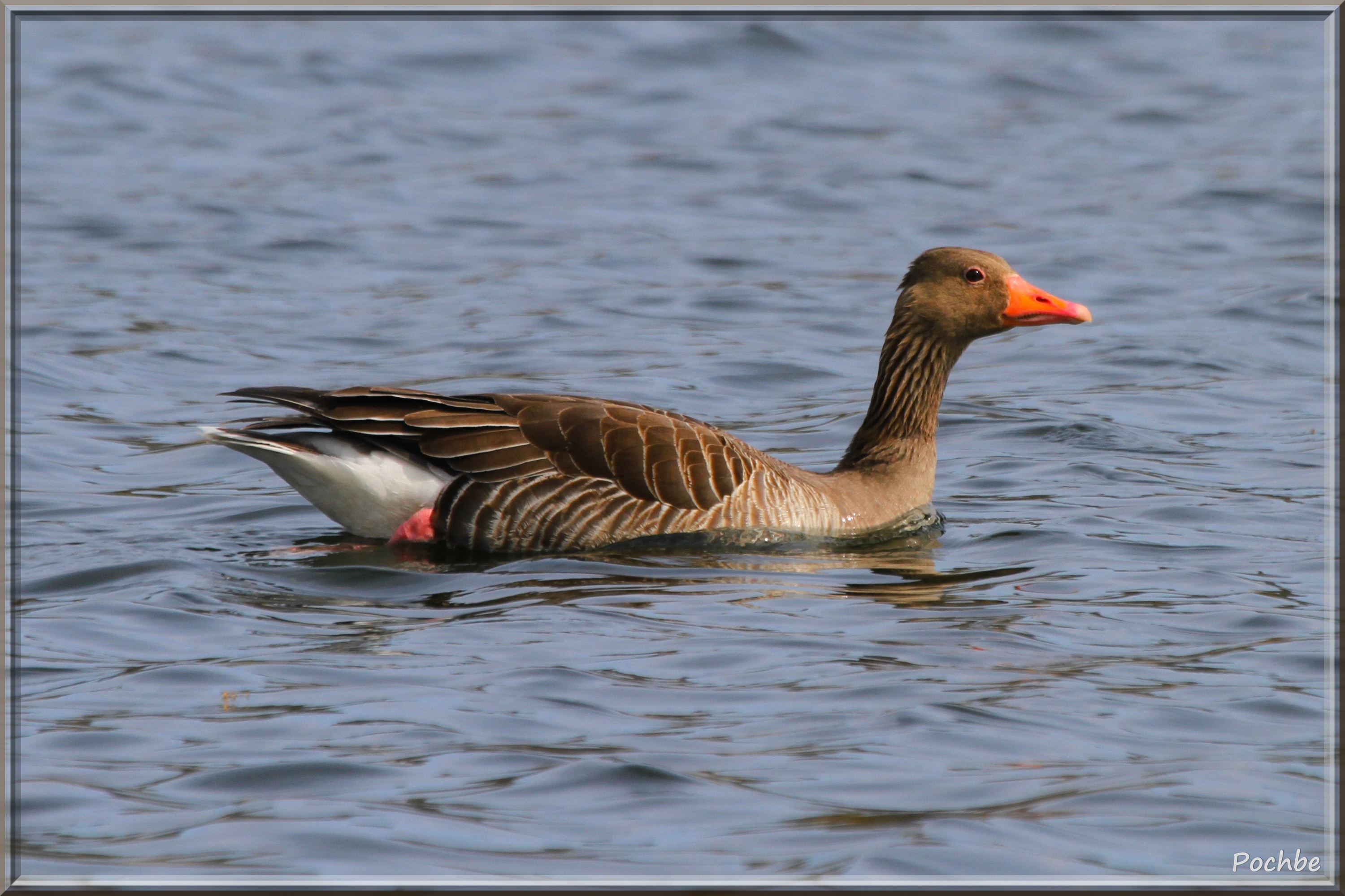 Fonds d'cran Animaux Oiseaux - Canards 