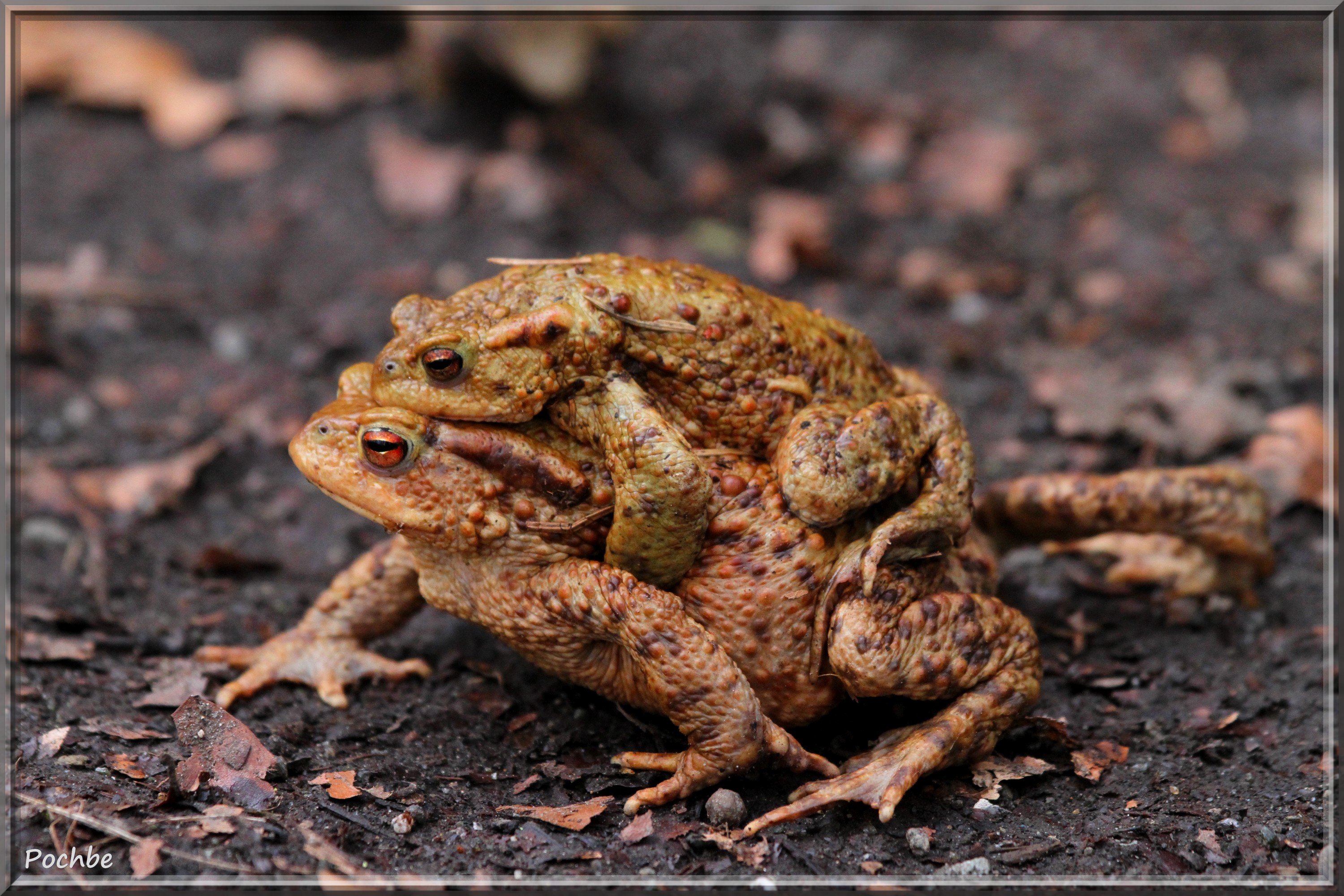 Wallpapers Animals Frogs - Toads 