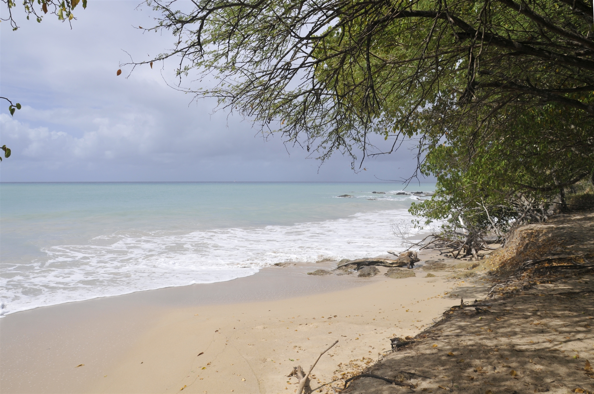 Wallpapers Trips : North America Martinique Martinique petite anse des Salines