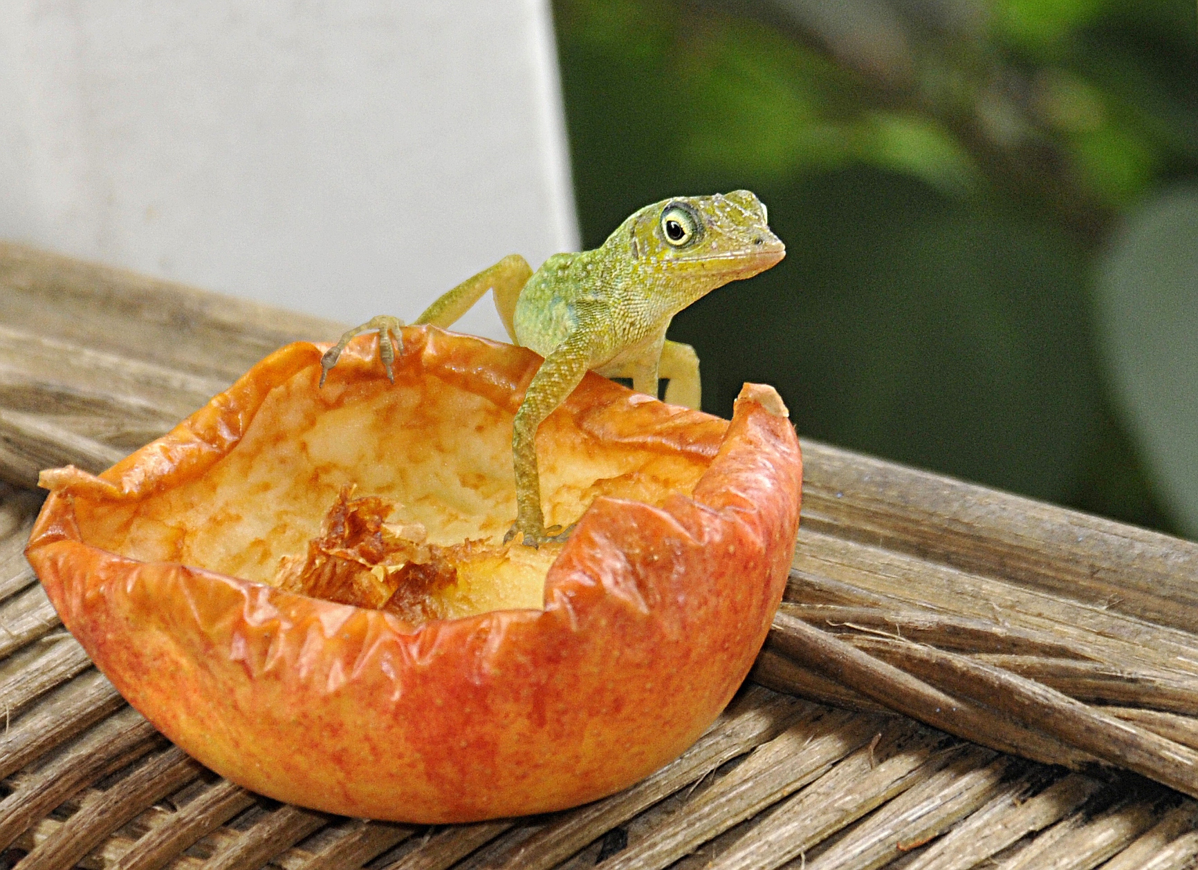 Fonds d'cran Animaux Lzards - Iguanes Nono le lézard anoli