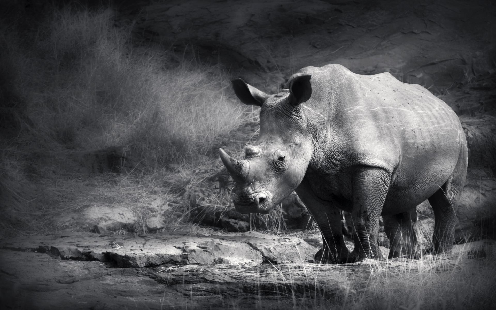 Wallpapers Animals Rhinoceros 