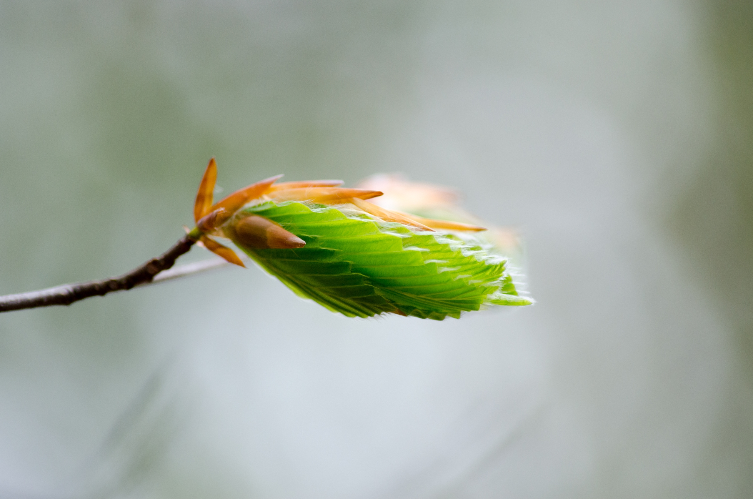 Fonds d'cran Nature Saisons - Printemps 