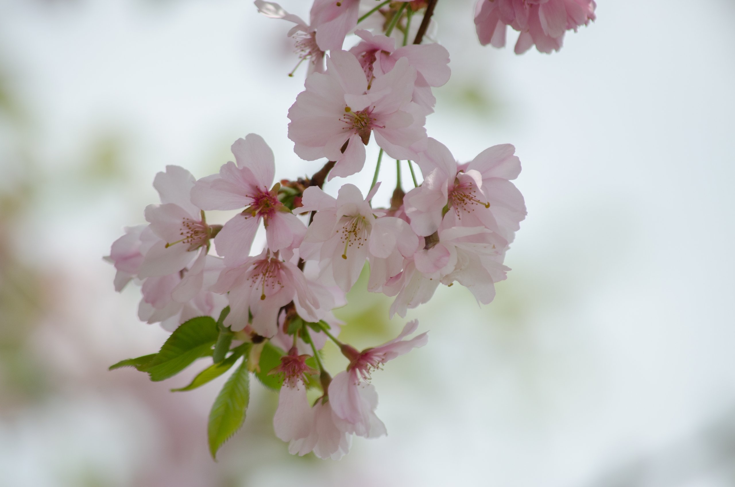 Fonds d'cran Nature Saisons - Printemps 