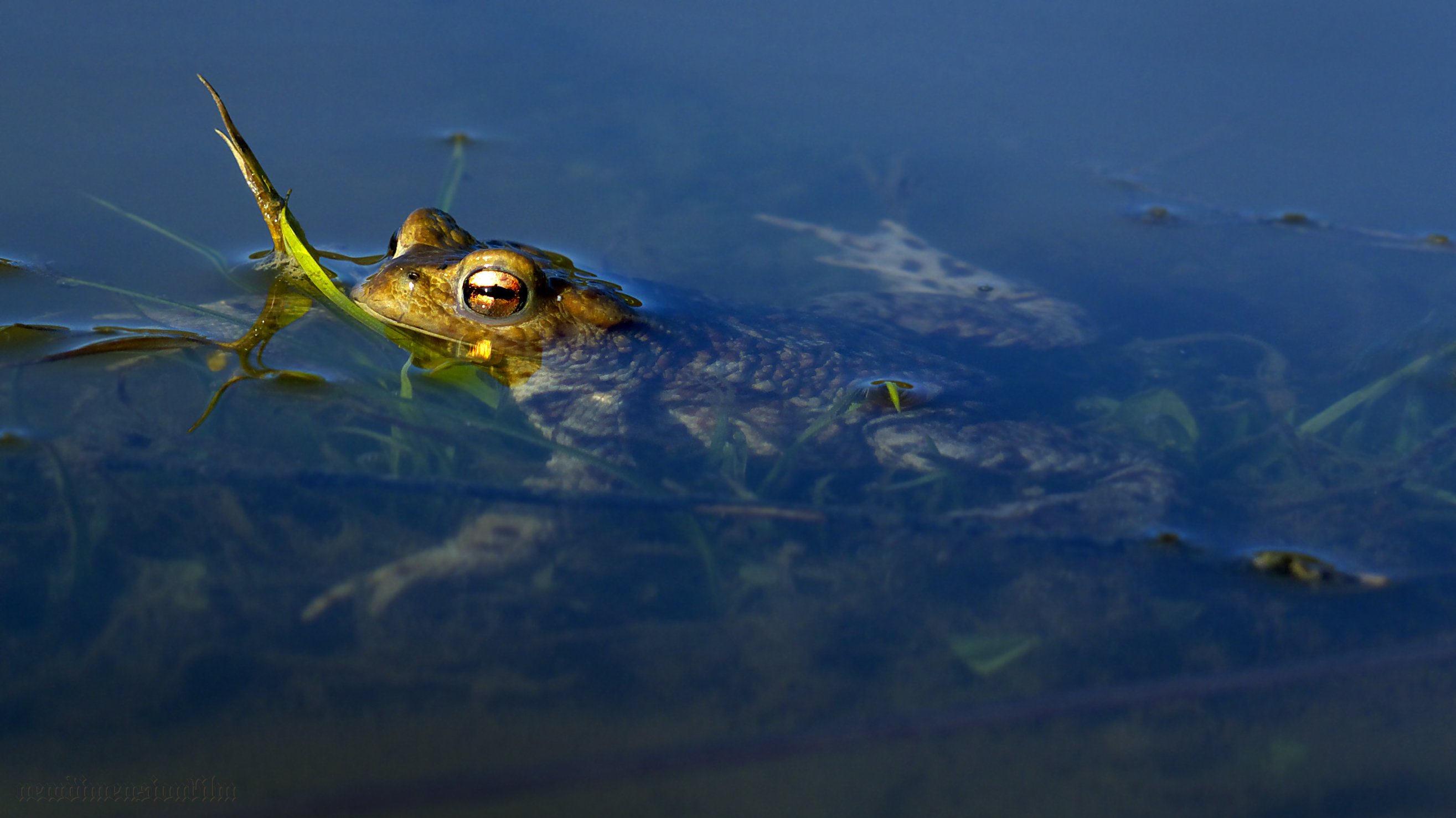 Fonds d'cran Animaux Grenouilles - Crapauds Crapaud dans le coucher du soleil.