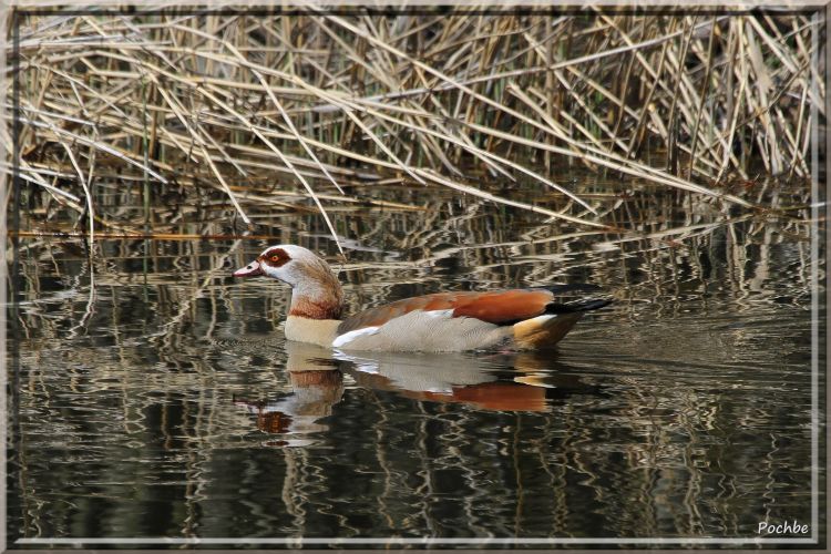 Fonds d'cran Animaux Oiseaux - Canards Wallpaper N340189