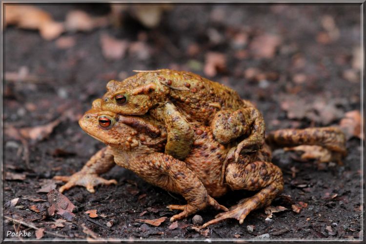 Wallpapers Animals Frogs - Toads Wallpaper N340203