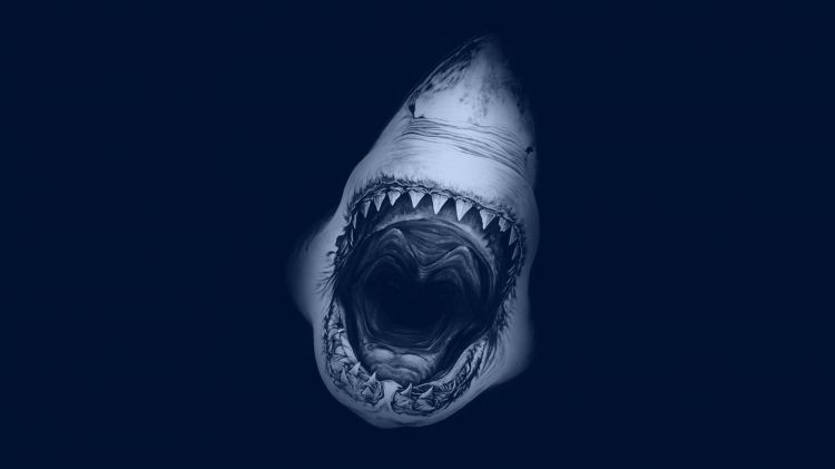 Wallpapers Animals Sealife - Sharks Wallpaper N340081