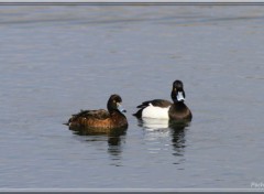  Animaux Image sans titre N340186