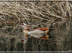  Animaux Image sans titre N340189