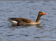  Animaux Image sans titre N340188