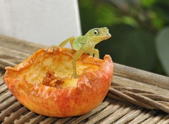  Animaux Nono le lézard anoli