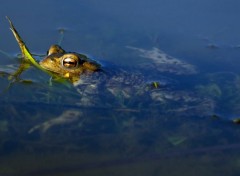  Animaux Crapaud dans le coucher du soleil.