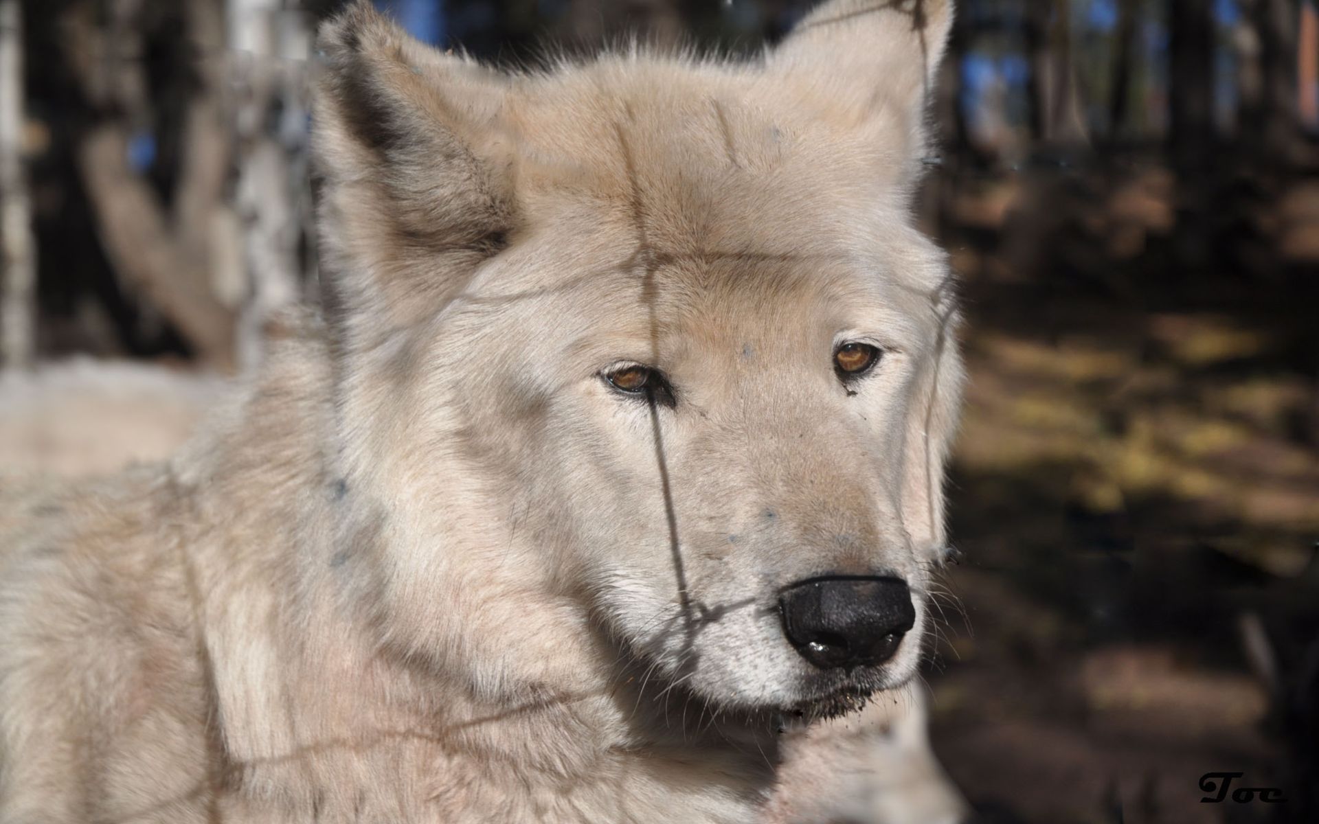 Fonds d'cran Animaux Loups 