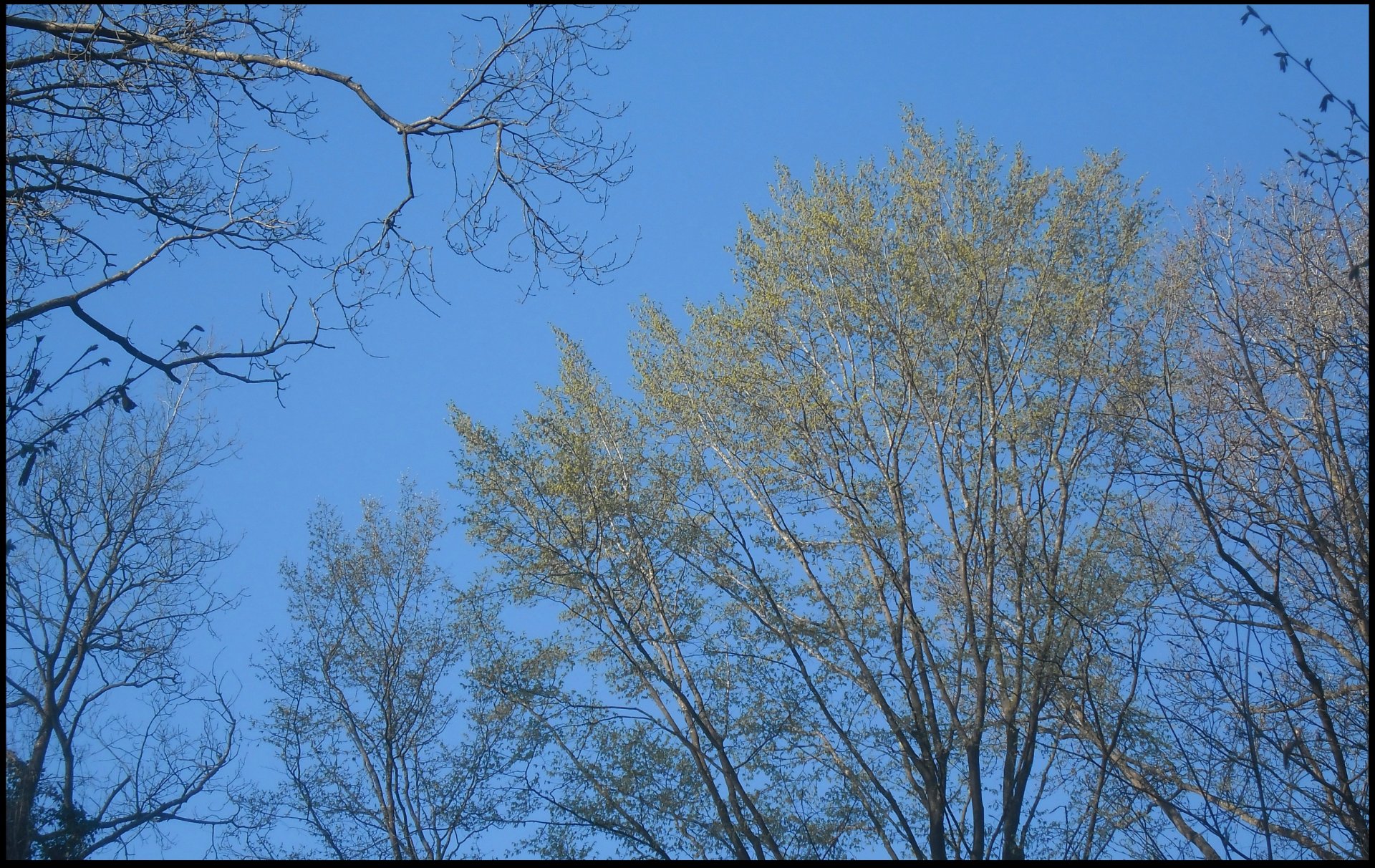 Fonds d'cran Nature Arbres - Forts 