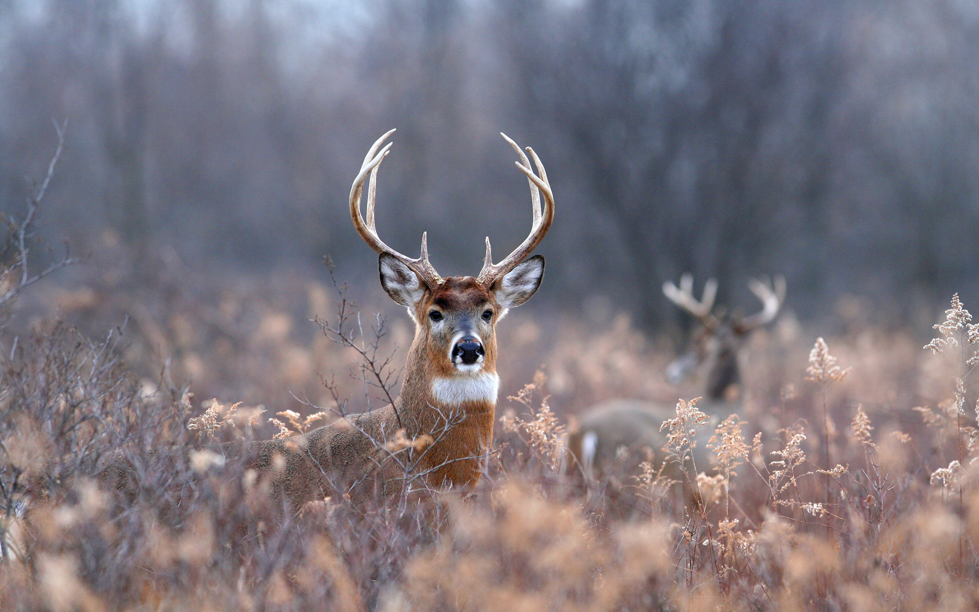 Wallpapers Animals Cervids 