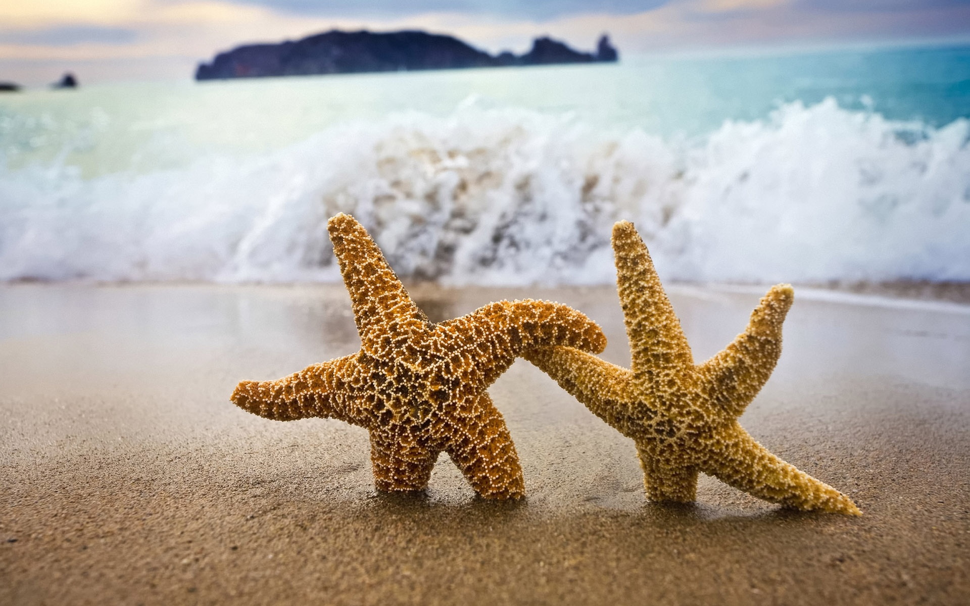 Fonds d'cran Animaux Vie marine - Etoiles de mer 