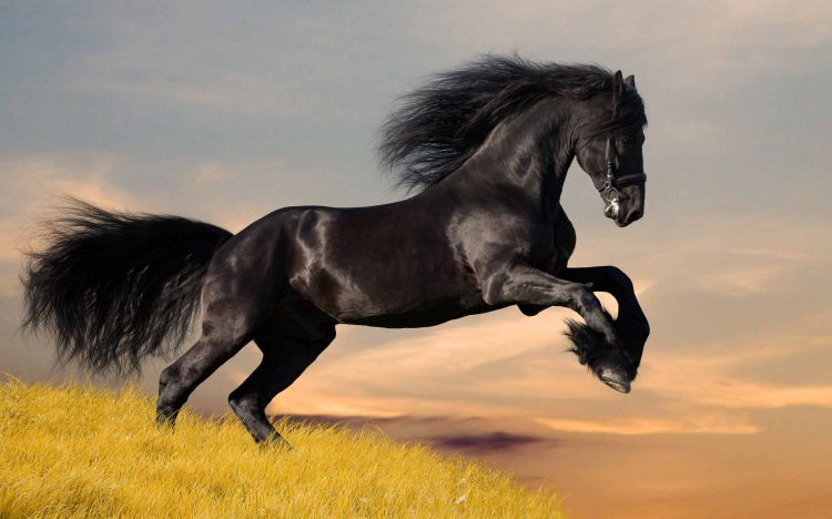 Wallpapers Animals Horses Wallpaper N340314