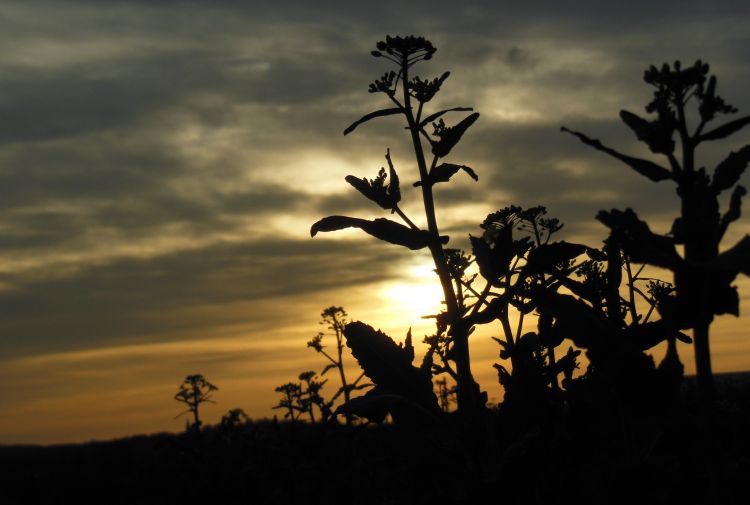 Fonds d'cran Nature Couchers et levers de Soleil Fleurs au fil des jours.