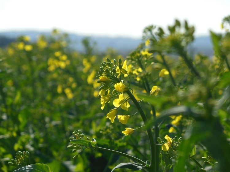 Fonds d'cran Nature Fleurs Fleurs au fil des jours.