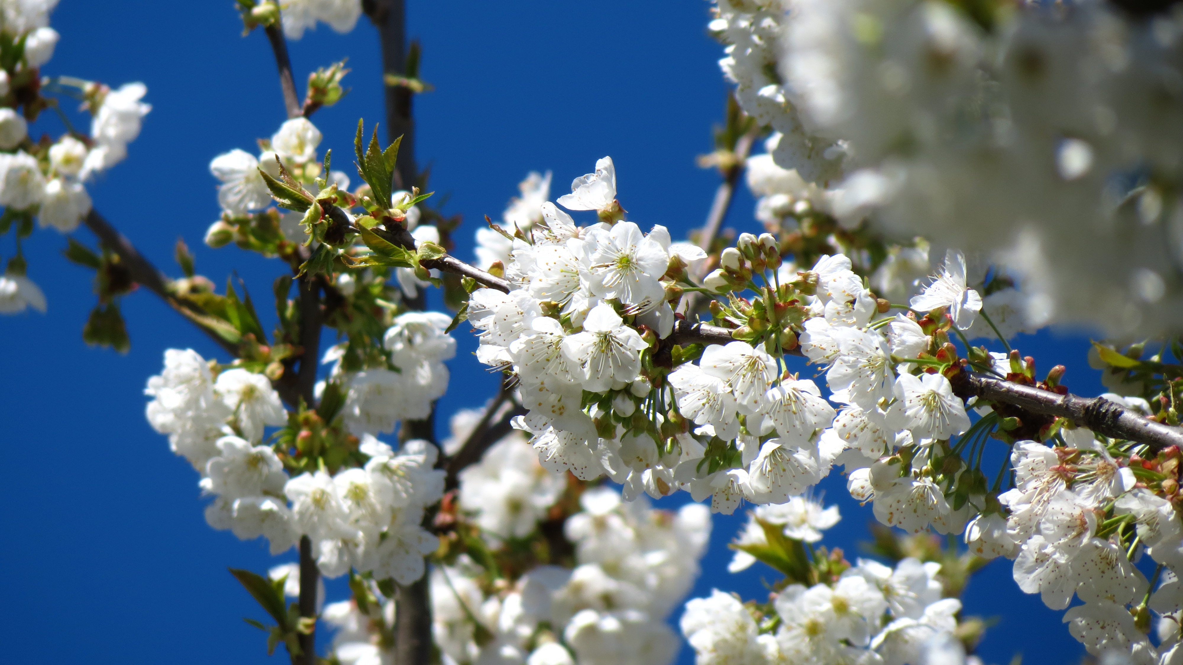 Fonds d'cran Nature Fleurs  fleurs de cerisier