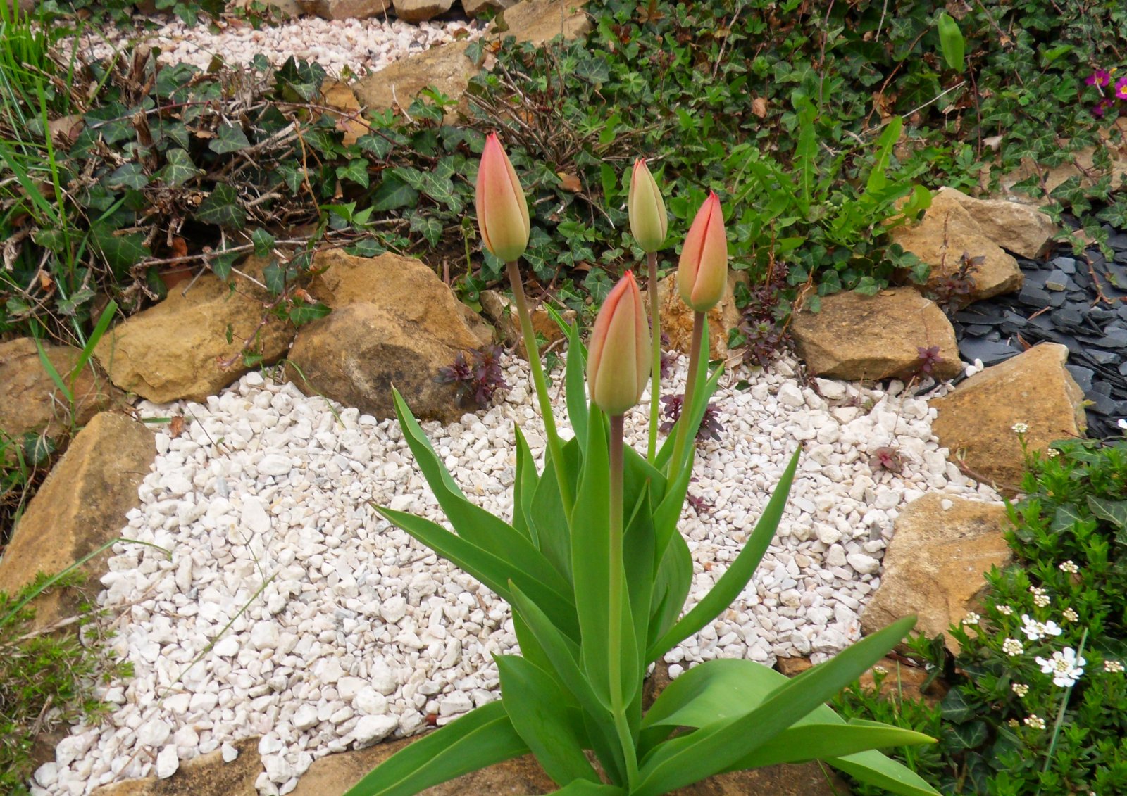 Fonds d'cran Nature Fleurs 