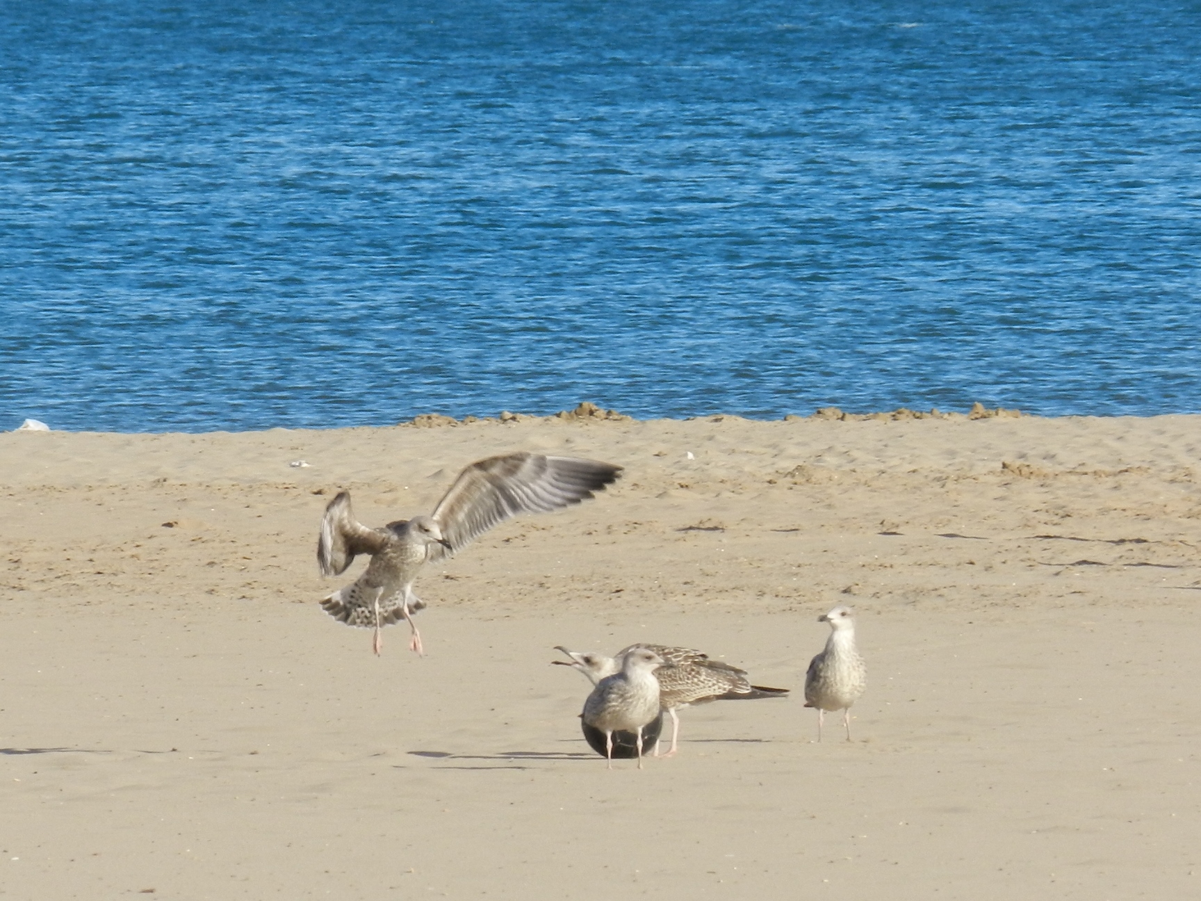 Fonds d'cran Animaux Oiseaux - Divers 