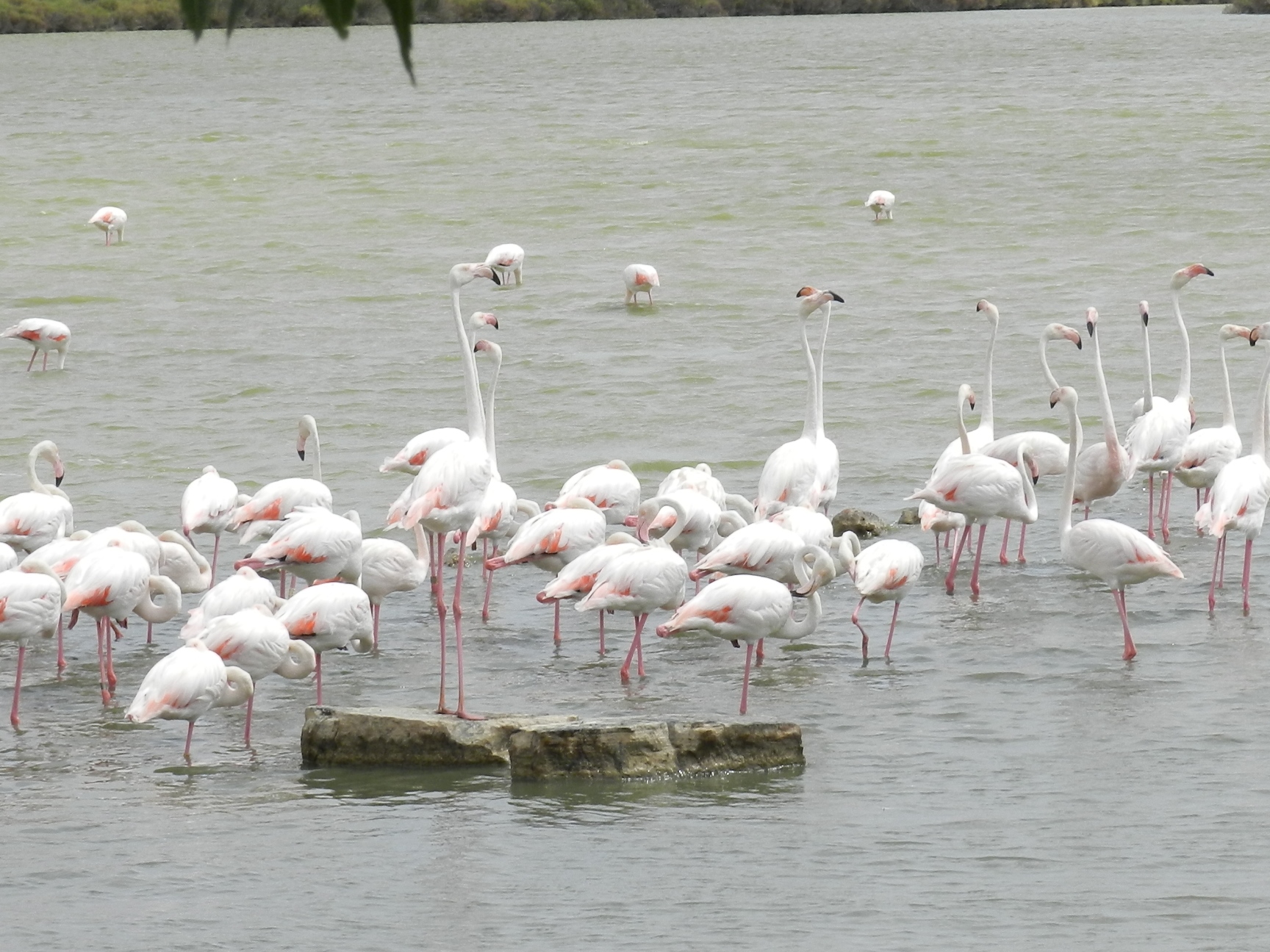 Wallpapers Animals Birds - Flamingos 