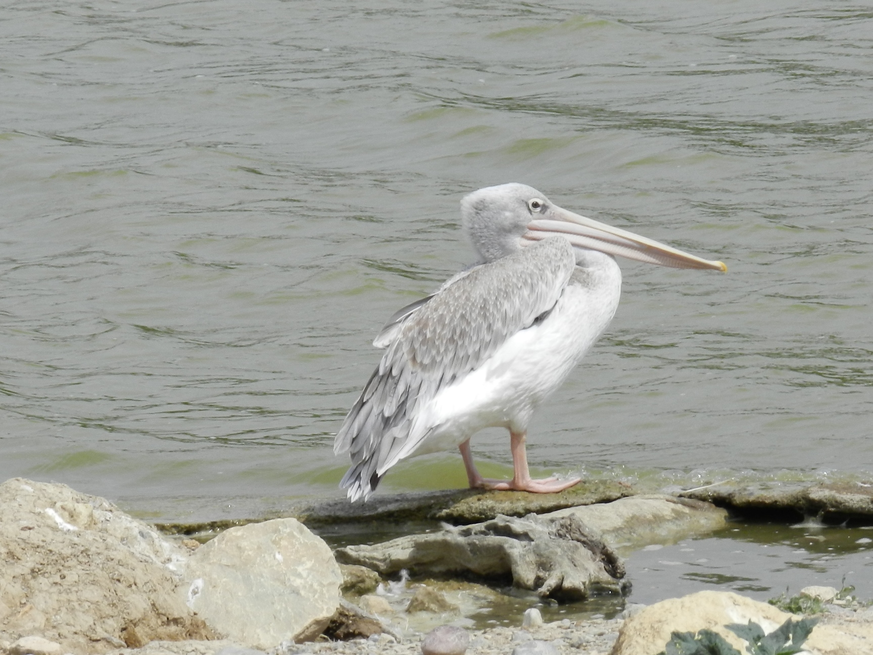 Wallpapers Animals Birds - Pelicans 