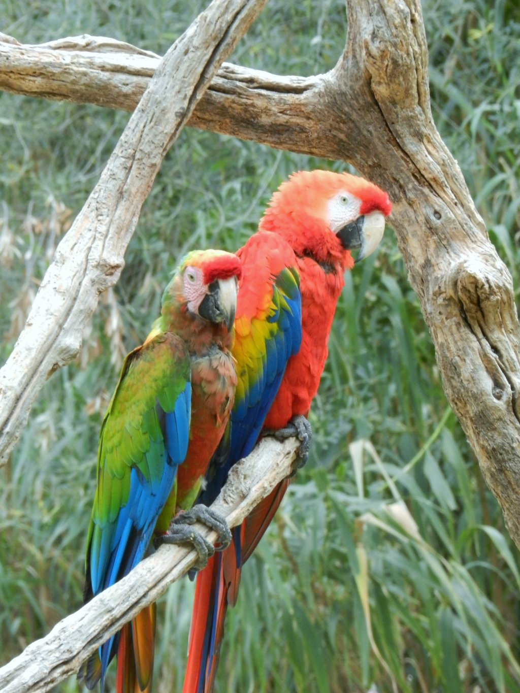 Wallpapers Animals Birds - Parrots 