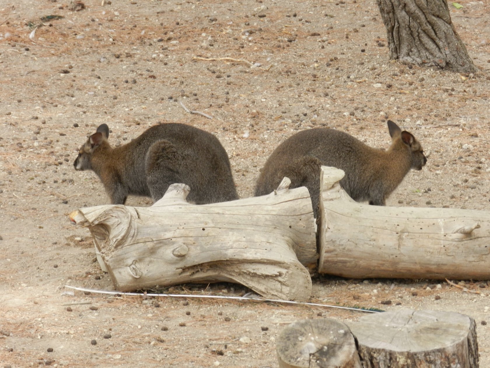 Fonds d'cran Animaux Kangourous 