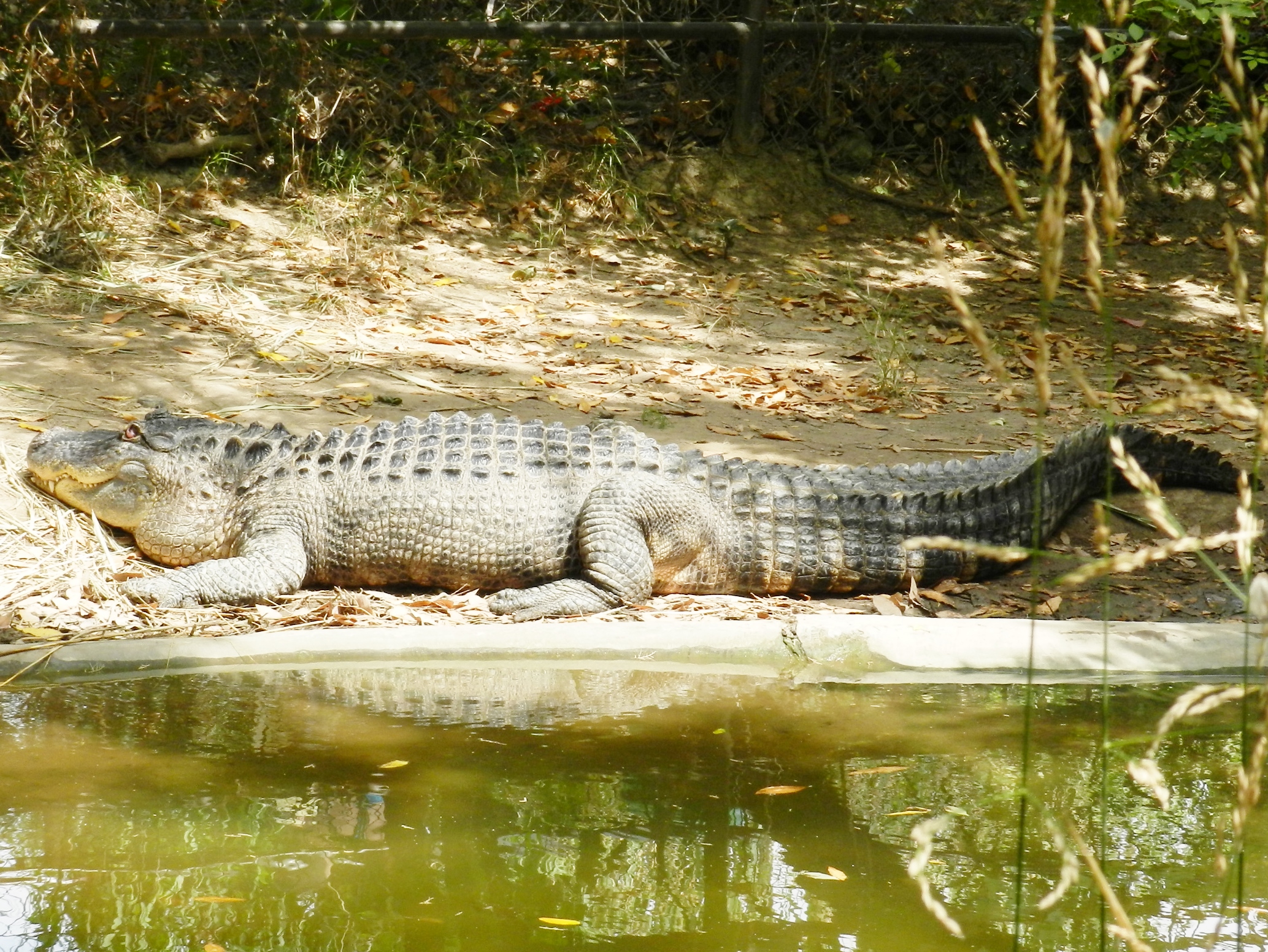 Wallpapers Animals Crocodile - Alligator - Caiman 