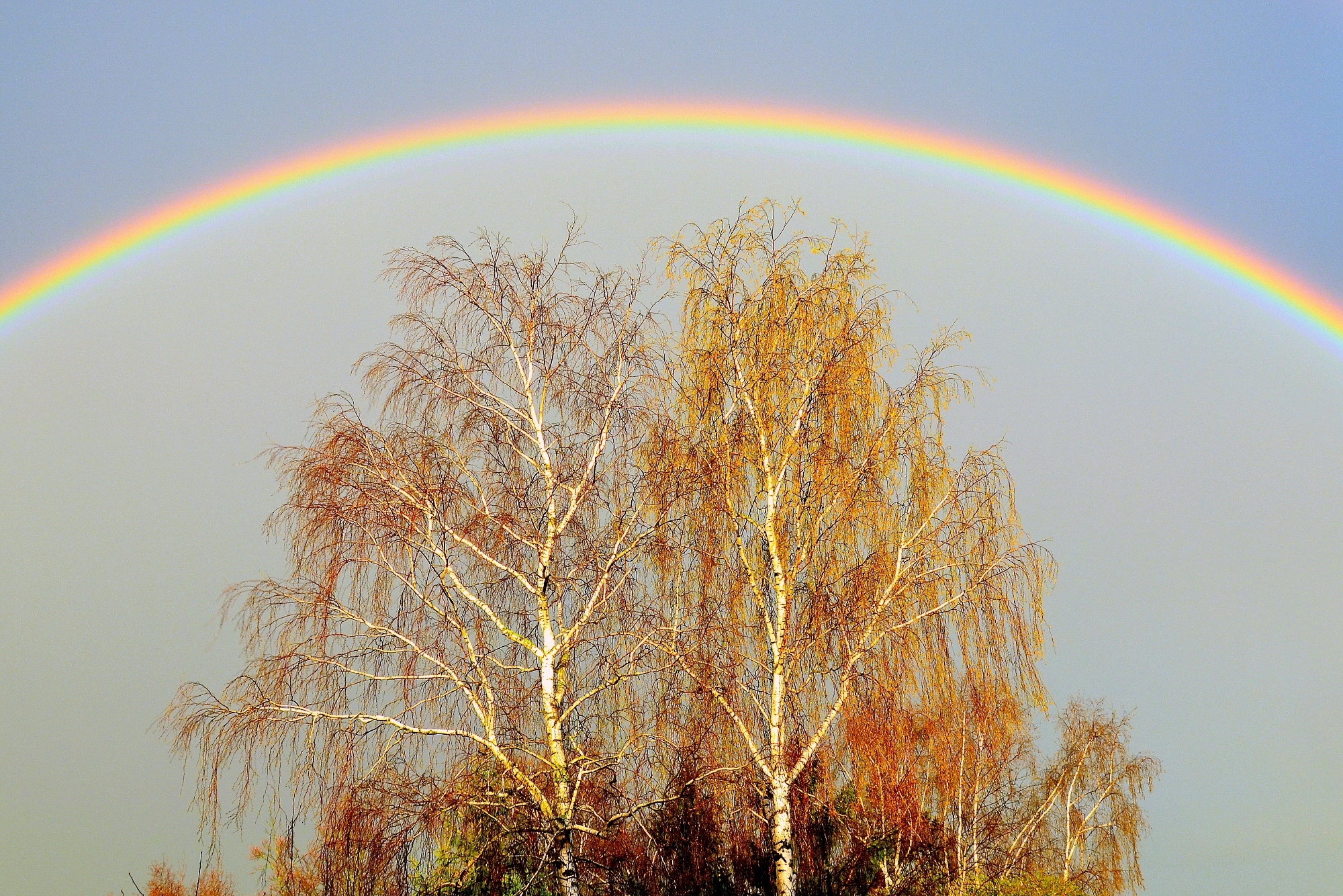 Wallpapers Nature Rainbows 