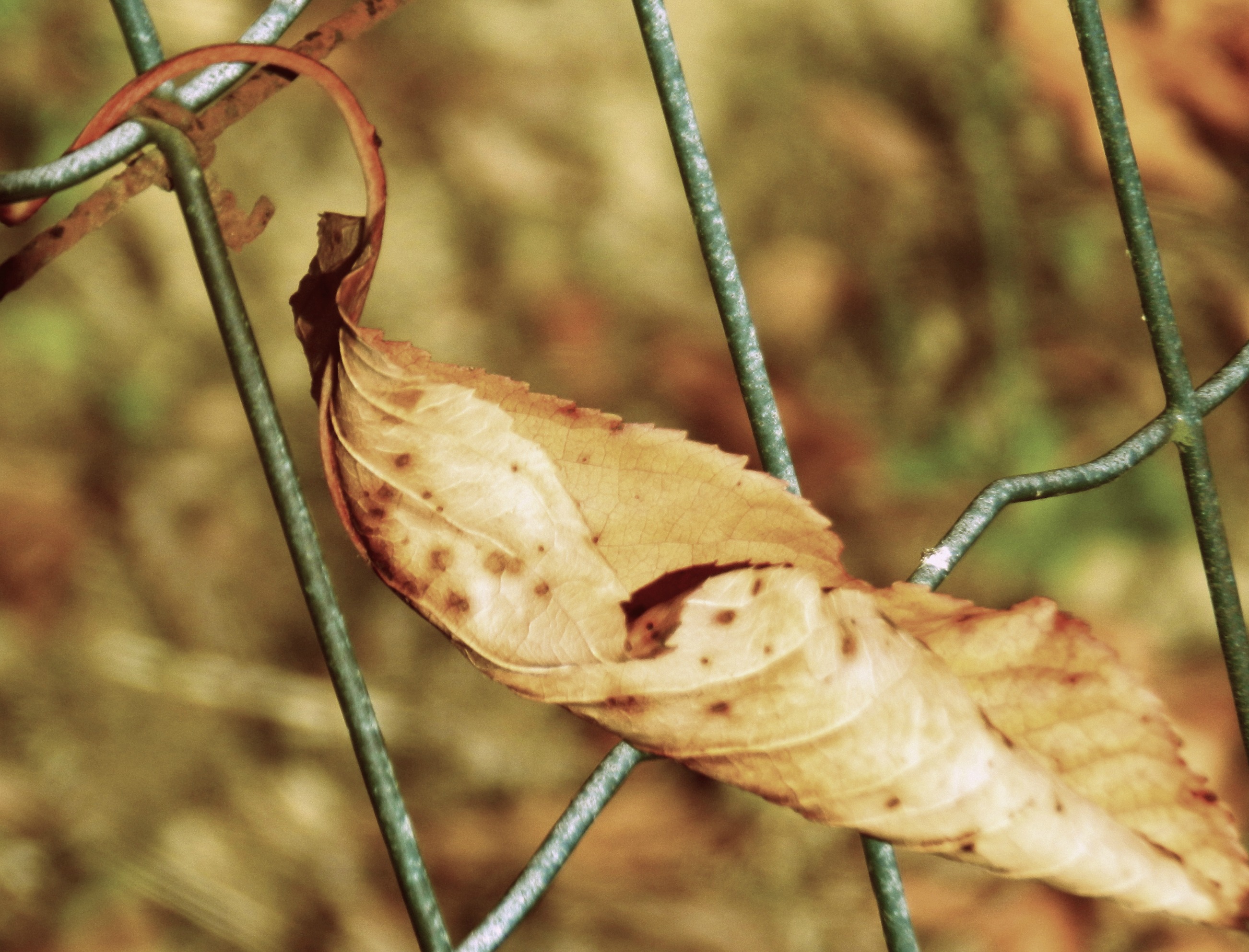 Wallpapers Nature Leaves - Foliage Feuille morte? 