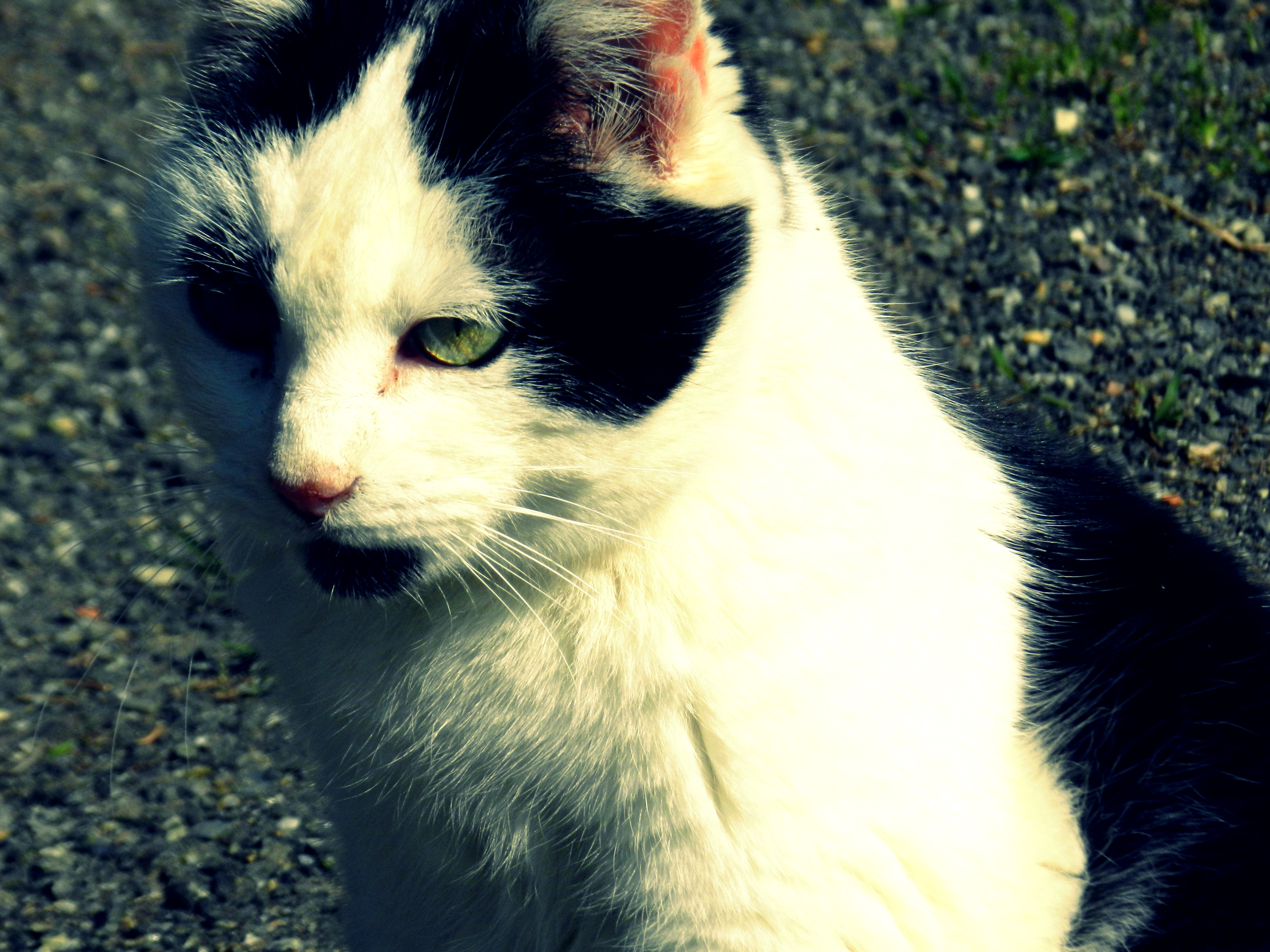 Fonds d'cran Animaux Chats - Chatons Chat botté!