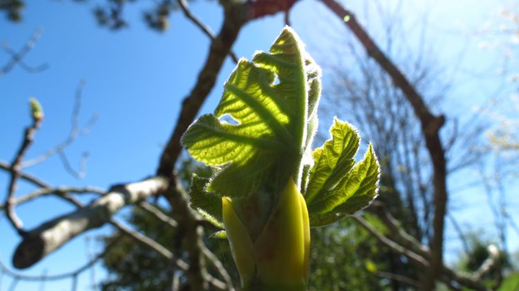 Fonds d'cran Nature Feuilles - Feuillages bourgeons d'un  figuiers